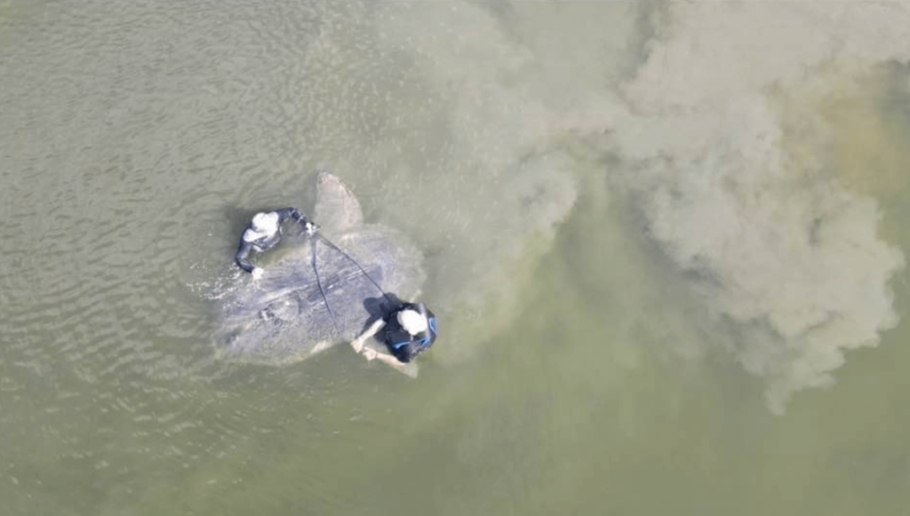 ocean-sunfish-rescued-wellfleet-arial-necwa
