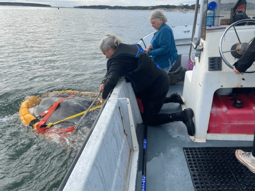 ocean-sunfish-rescued-wellfleet-necwa