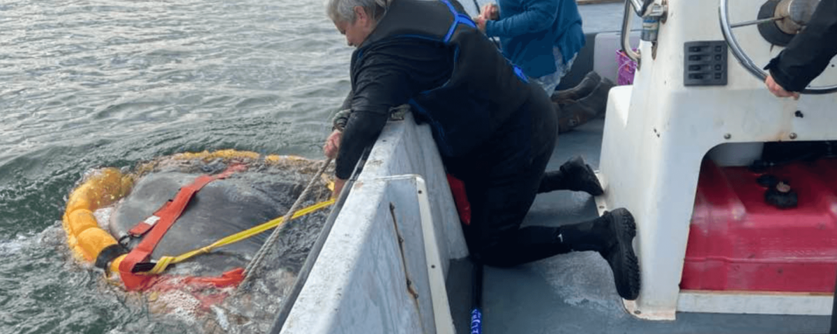 ocean-sunfish-rescued-wellfleet-necwa