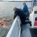 ocean-sunfish-rescued-wellfleet-necwa