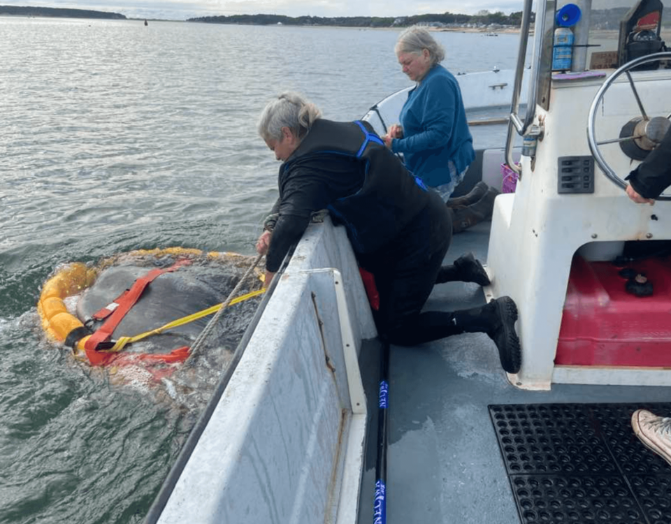 ocean-sunfish-rescued-wellfleet-necwa