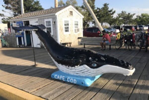 provincetown-eba-whale