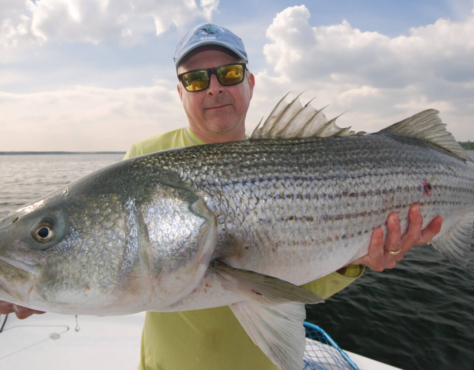 striped-bass-photo-tom-richardson