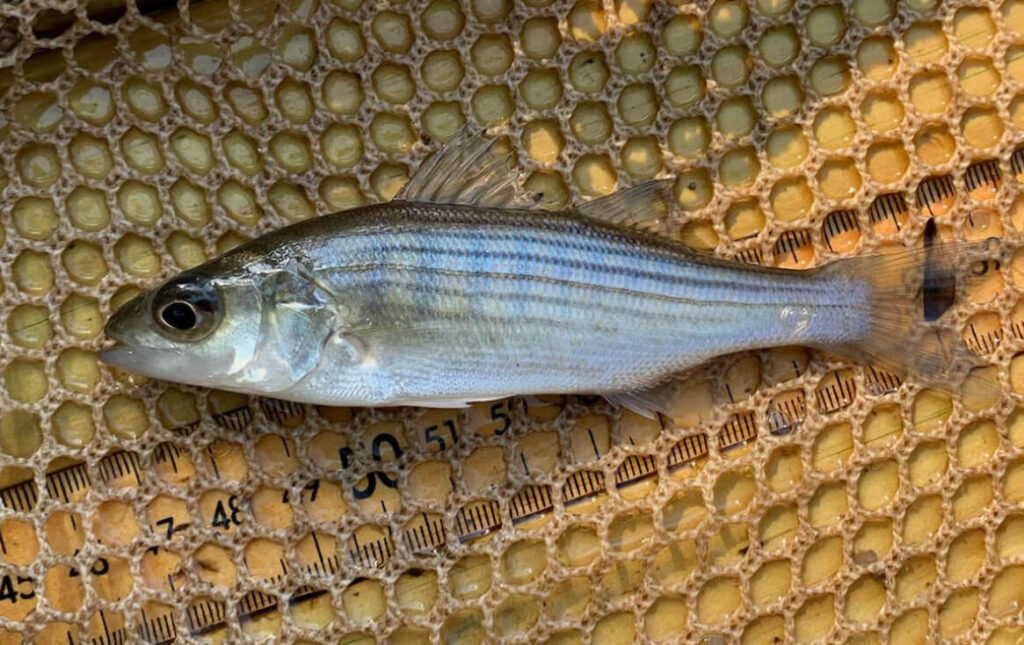 striped-bass-young-of-year-photo-asga