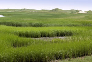 wellfleet-tc-wildlife-santuary-dunes