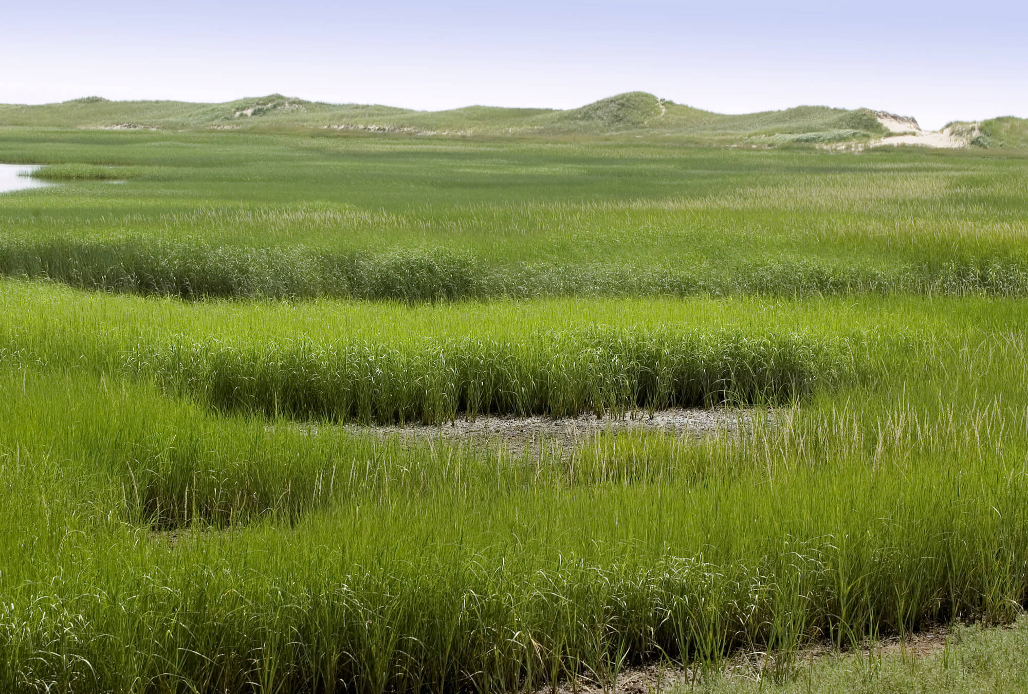 wellfleet-tc-wildlife-santuary-dunes