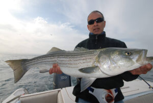 wellefleet-tr-striper