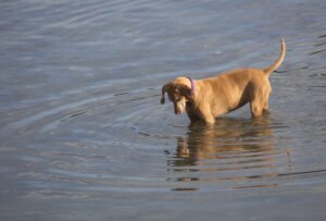 A curious dog enjoys the water at the town wharf off Harris Island Road. york-jd-dog