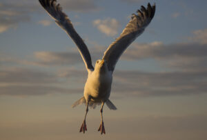 A seagull is caught in mid-flight by photographer Joe Devenney. york-jd-seagul