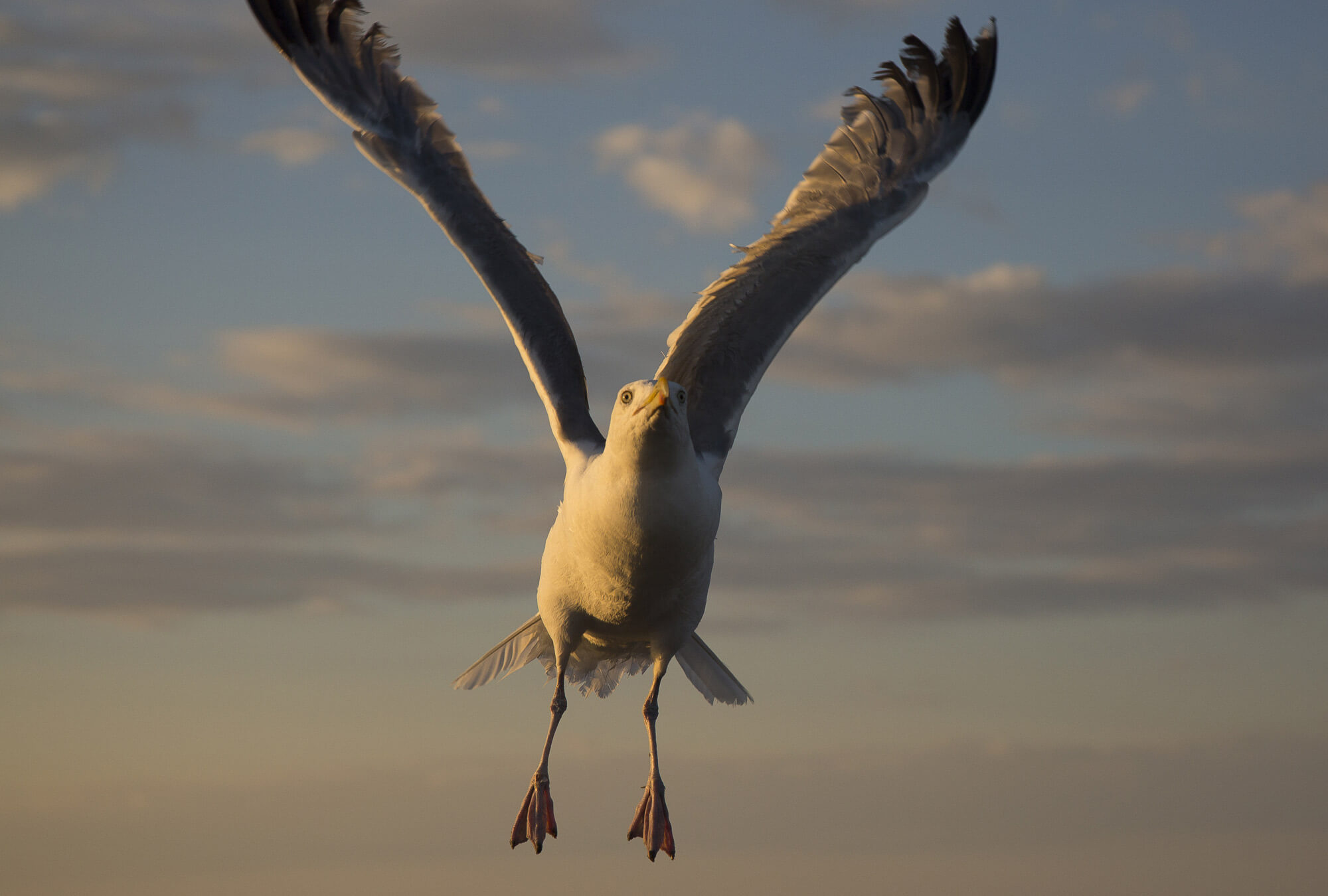 york-jd-seagul