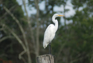 wickford-tr-great-egret