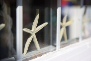 boothbay-jd-starfish