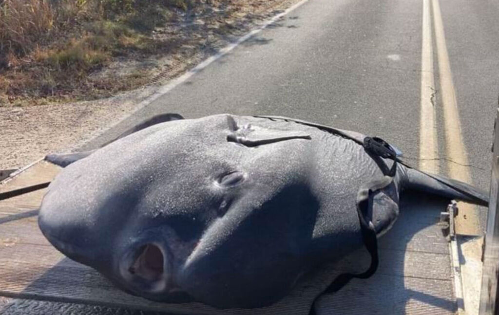 sunfish-rescue-nantucket