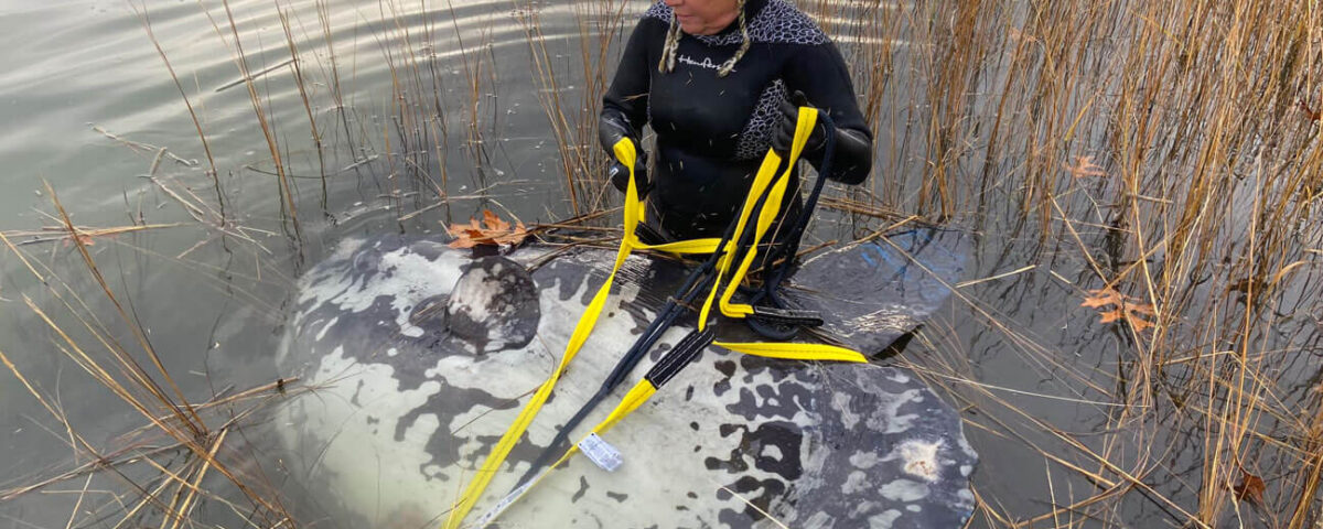 sunfish-rescue-onset-photo-necwa