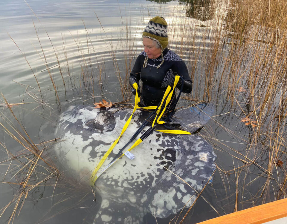 sunfish-rescue-onset-photo-necwa