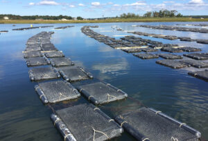 marion-tr-oyster-farm_2000x1350