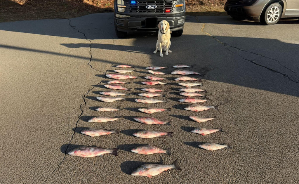 CT Striped Bass Poachers Busted
