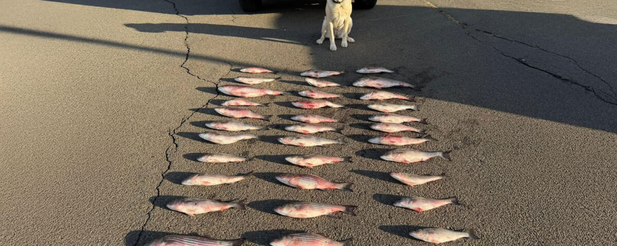 striped-bass-poachers
