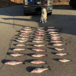striped-bass-poachers