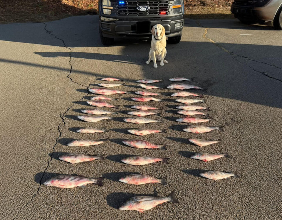 striped-bass-poachers