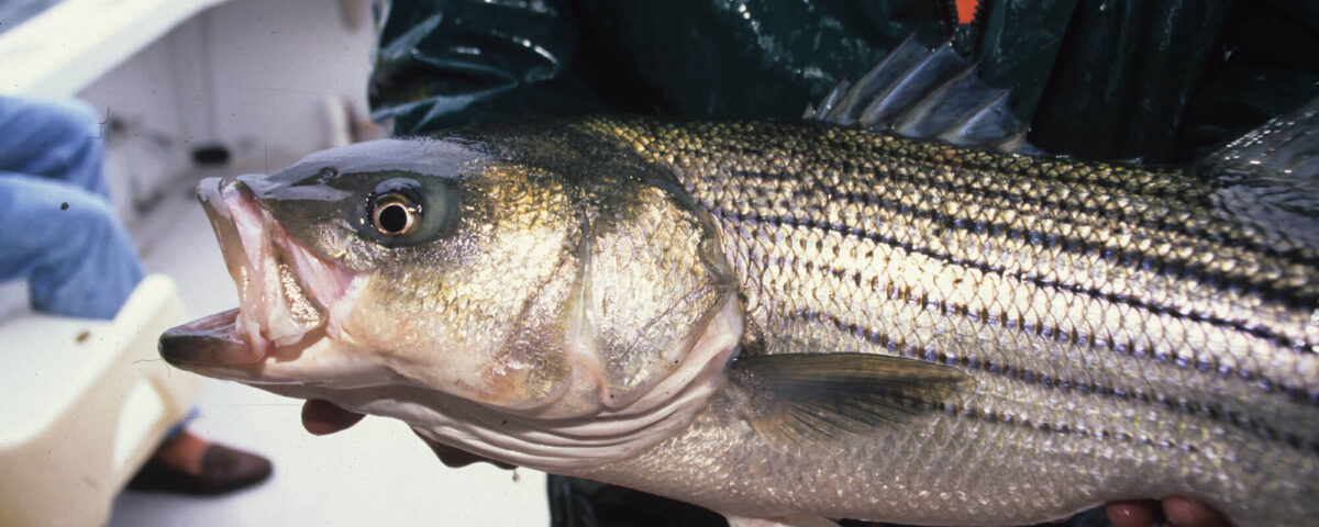 striped-bass-tr