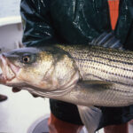 striped-bass-tr