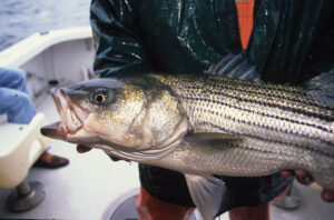 striped-bass-tr