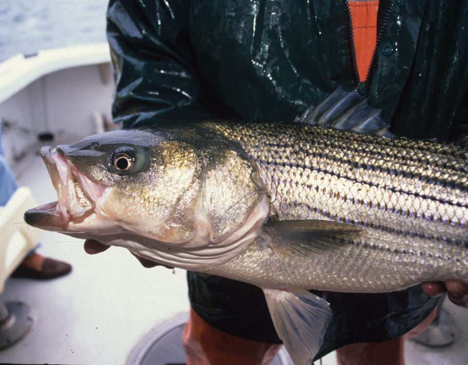striped-bass-tr