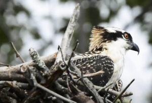 westbrook-neb-bird-in-refuge