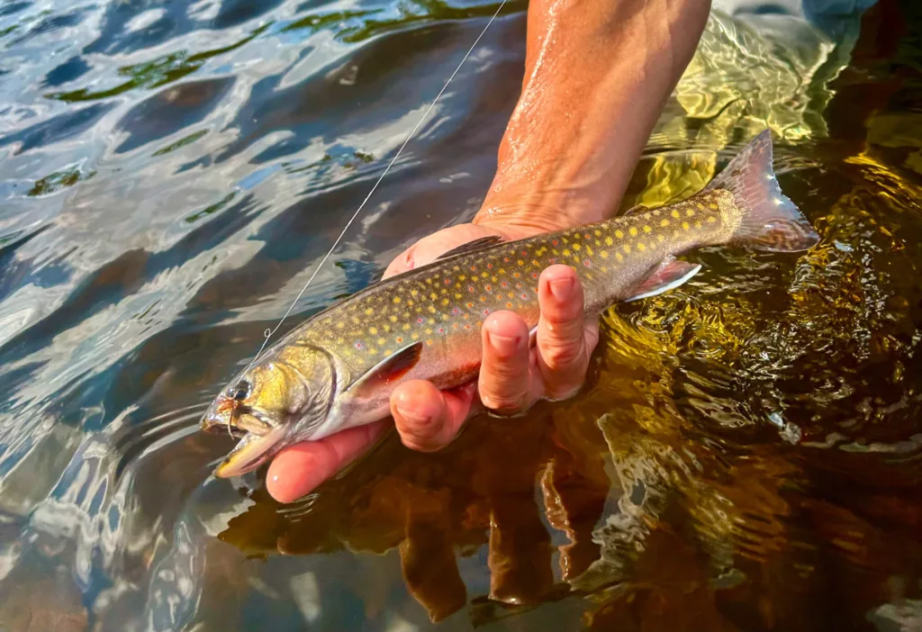 fishing-maine-trout-tom-richardson