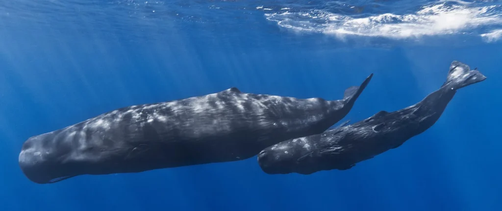 mother-and-baby-sperm-whale-wiki
