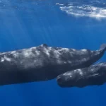 mother-and-baby-sperm-whale-wiki