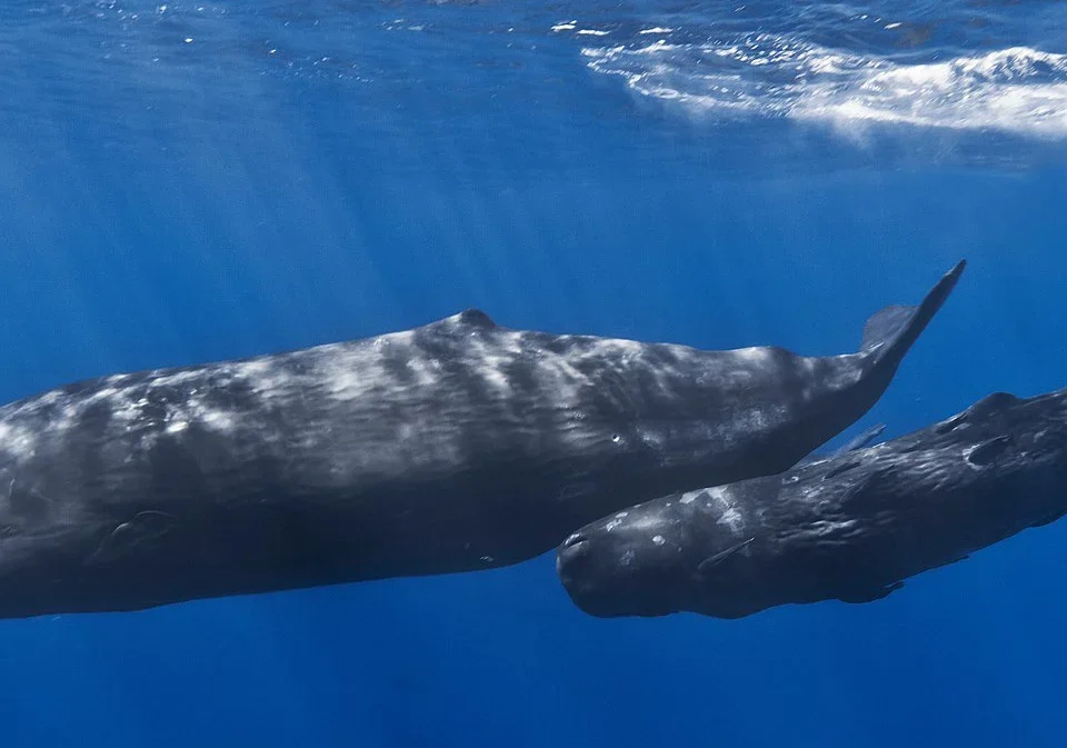 mother-and-baby-sperm-whale-wiki