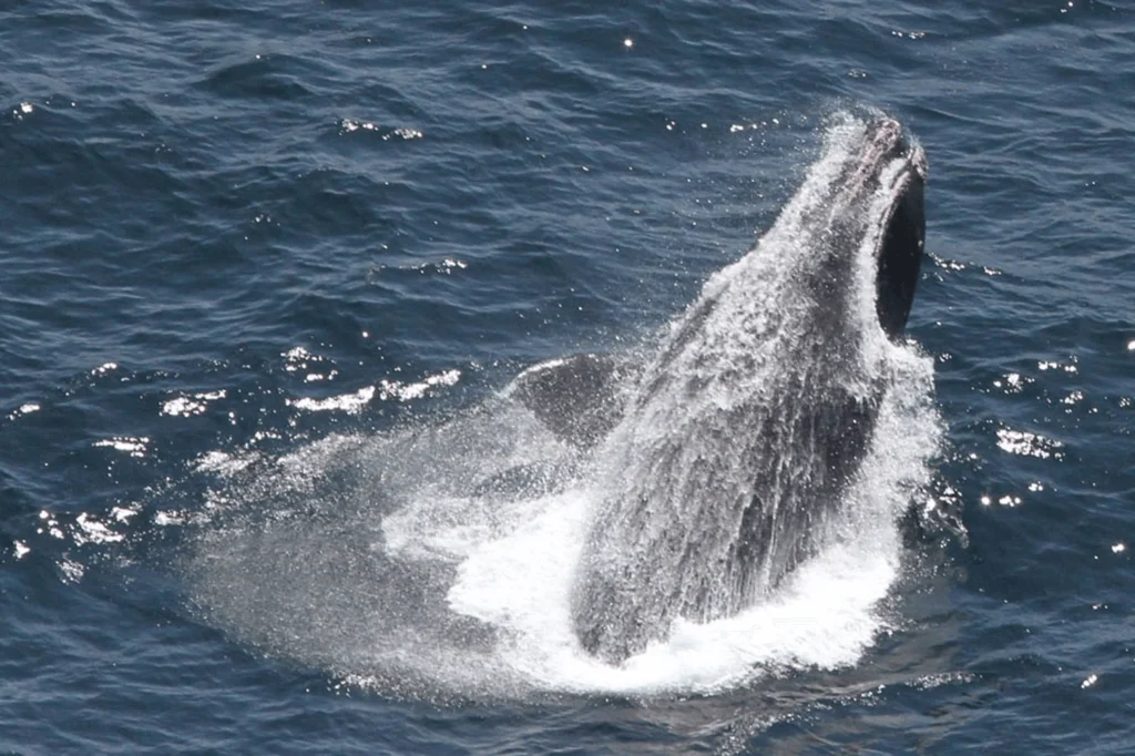 right-whale-breaching-noaa