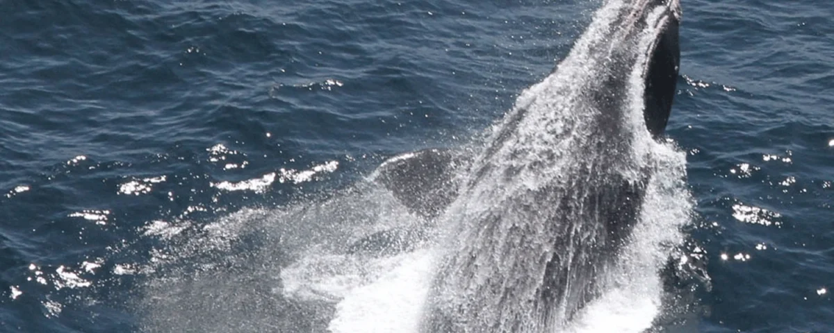 right-whale-breaching-noaa