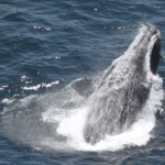 right-whale-breaching-noaa