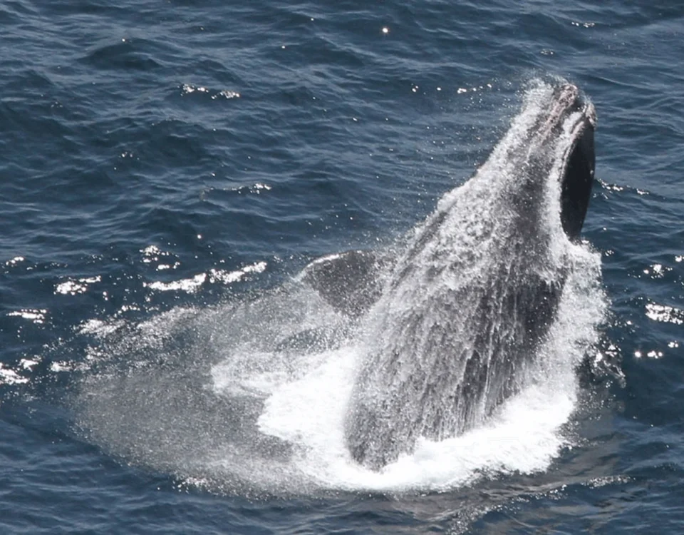 right-whale-breaching-noaa