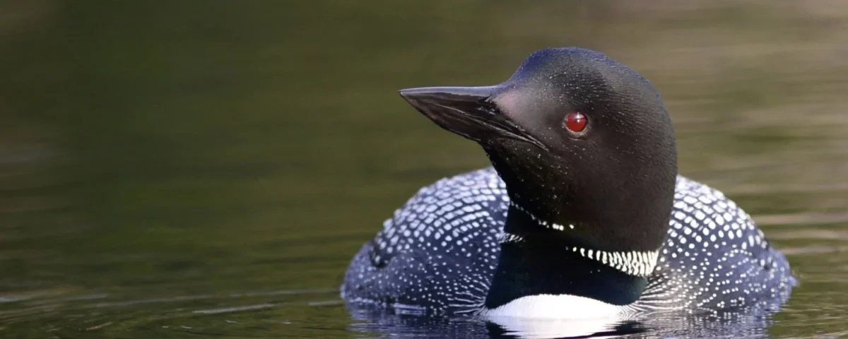 loon-preservation-credit-kittie-wilson