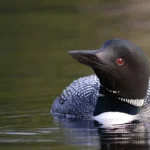 loon-preservation-credit-kittie-wilson