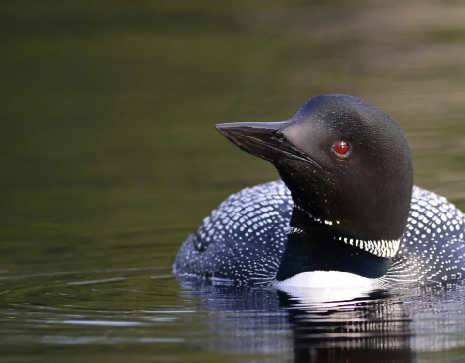 loon-preservation-credit-kittie-wilson