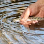rainbow-trout-johns-river-vermont-fish-wildlife-dept-photo