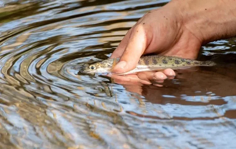 rainbow-trout-johns-river-vermont-fish-wildlife-dept-photo
