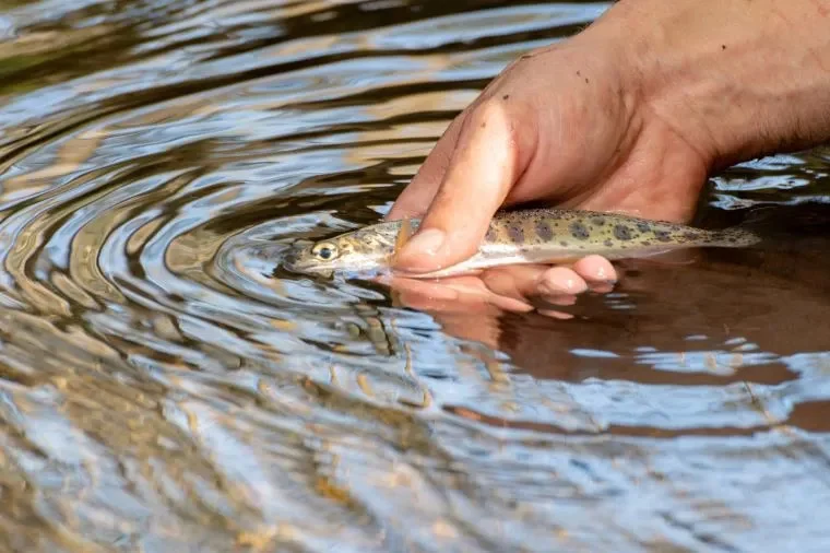 Projects to Benefit Trout and Salmon Completed in Vermont