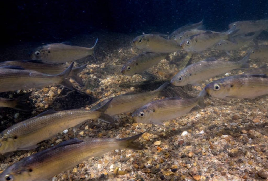 Help Count River Herring in Plymouth, MA