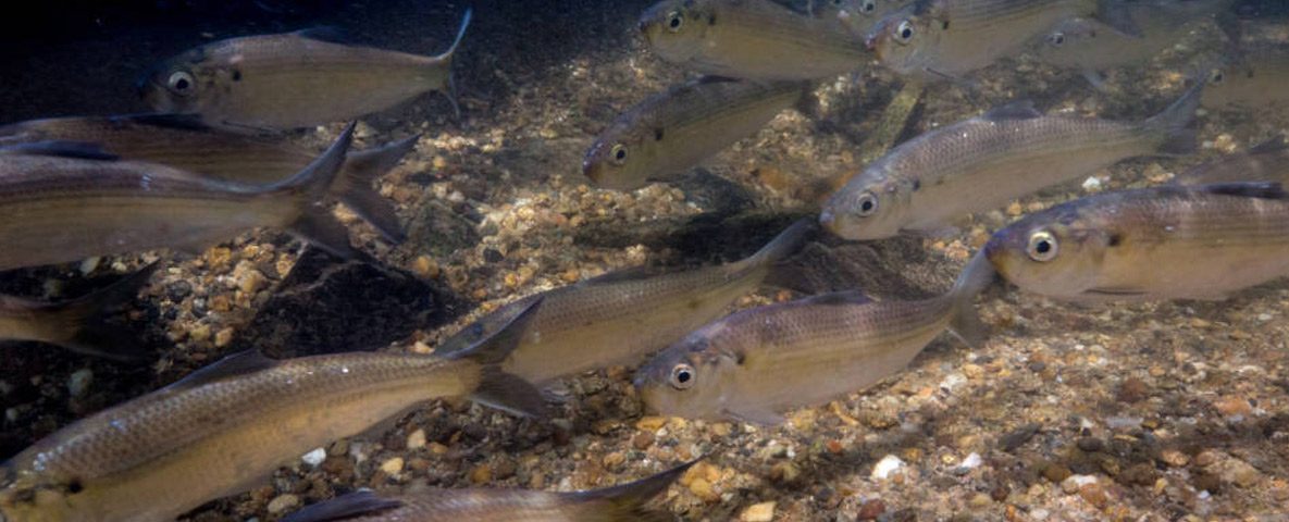 alewives-ryan-haggerty-usfws-photo