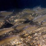 alewives-ryan-haggerty-usfws-photo