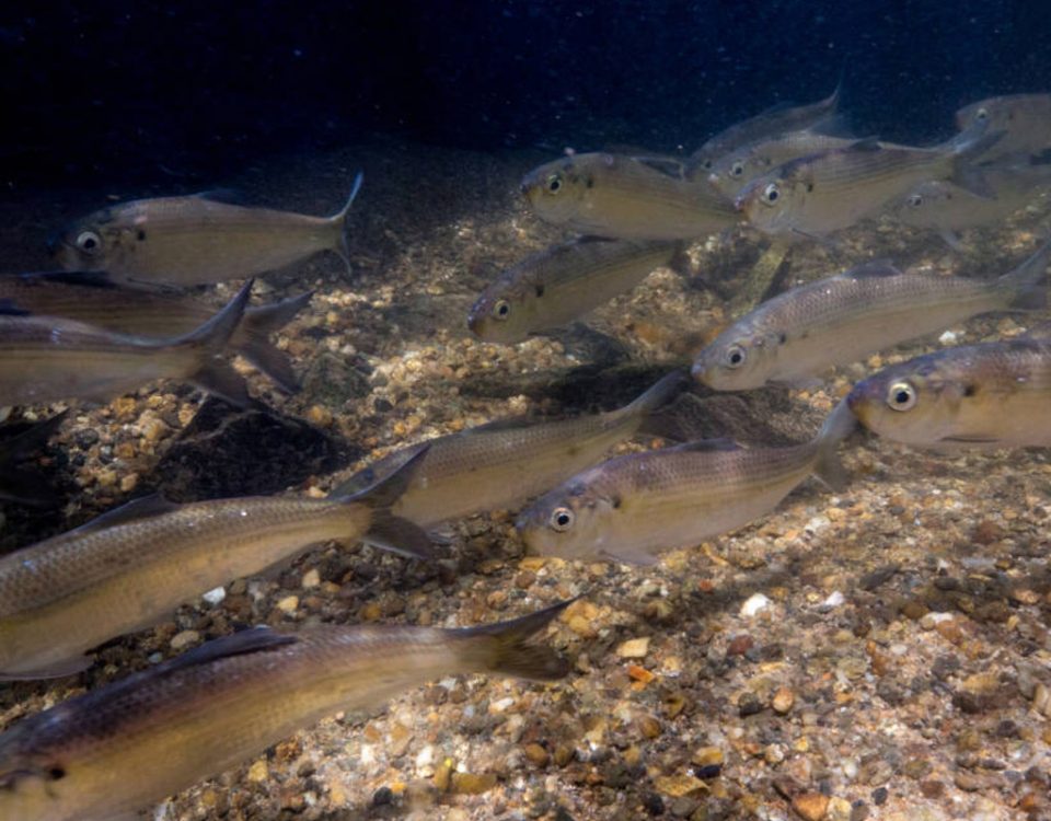 alewives-ryan-haggerty-usfws-photo