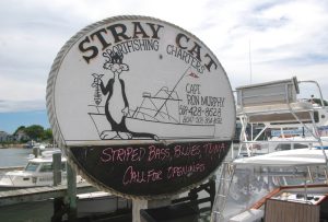 hyannis-tr-stray-cat