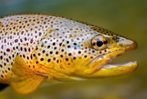trout-brown-stock-pixabay-2000x1350