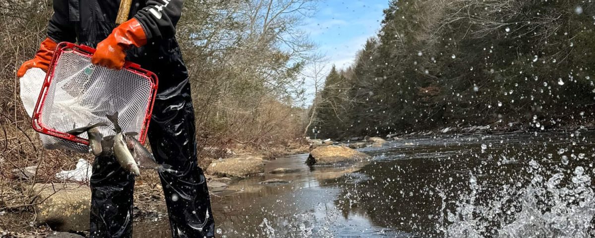 trout-stocking-ct-deep